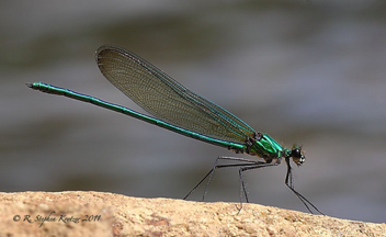 Calopteryx angustipennis, male